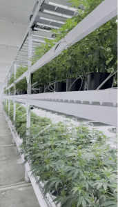 Cannabis facility grow racks